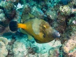 White Spotted Filefish IMG 7082